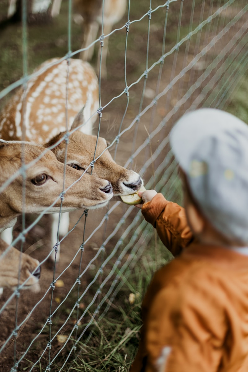 Mini-zoo: En sjov og lærerig dag for hele familien